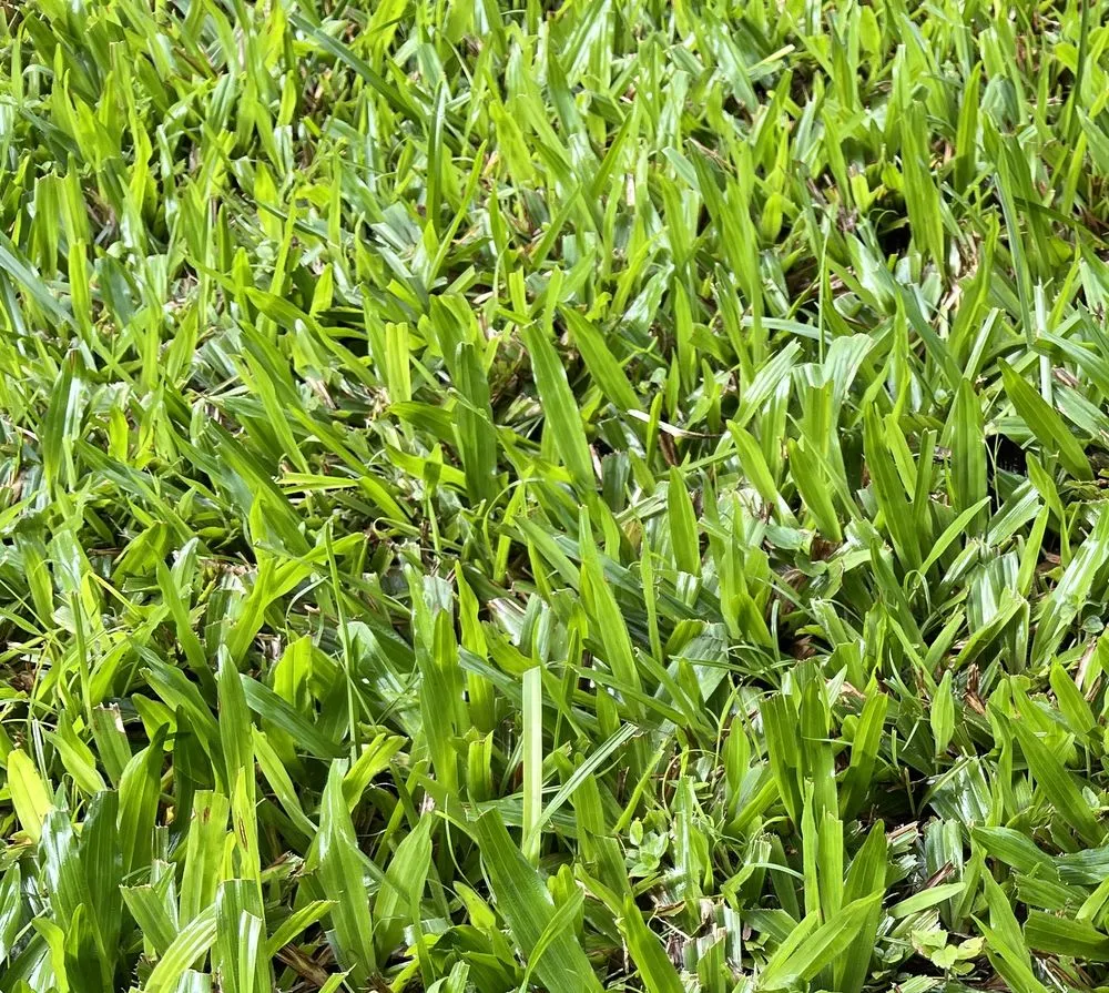 Top-rated lawn mowing service in Hilo, HI by Pono Aina Lawn Care Services