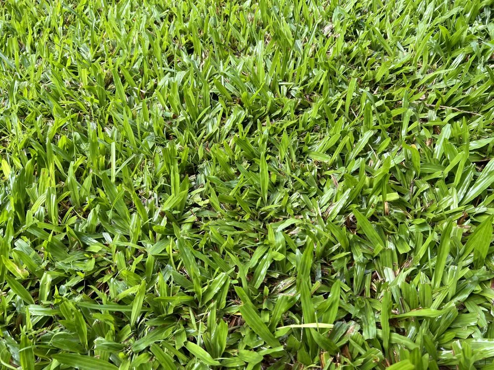 Expert lawn mowing service experts serving Hilo, HI - Pono Aina Lawn Care Services