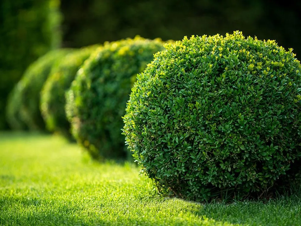 Reliable outdoor landscaping for year-round maintenance in Atco, NJ by Pontonio's Lawn Service