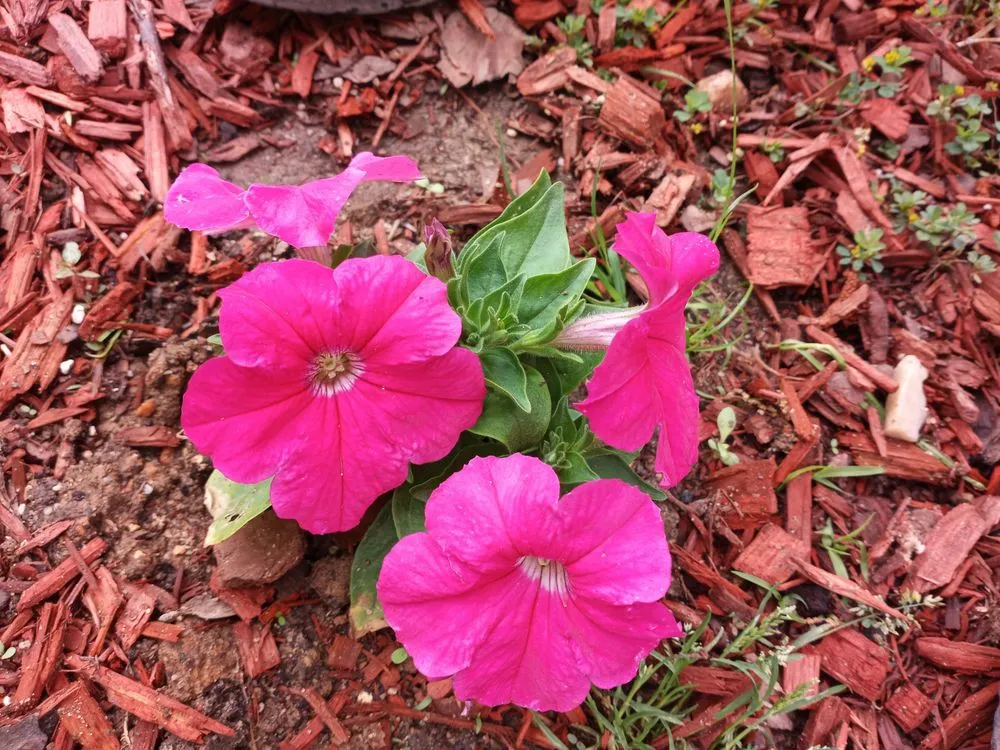 Local lawn mowing service near you across Phenix City, AL - Ponytails And Paint Pails