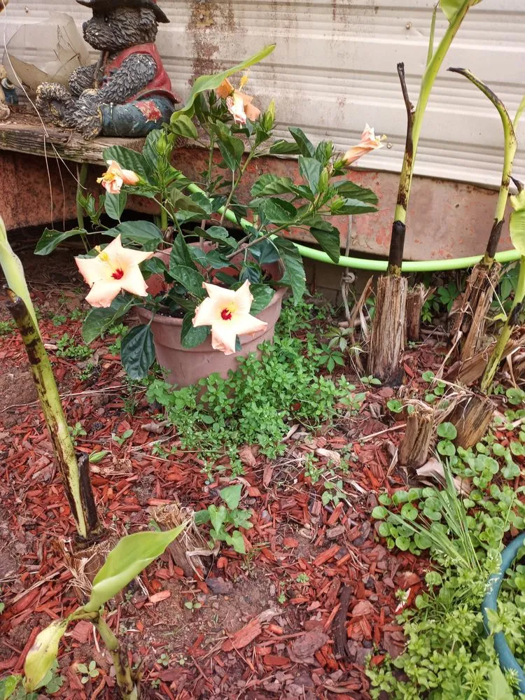 Reliable landscape installation in Phenix City, AL - Ponytails And Paint Pails