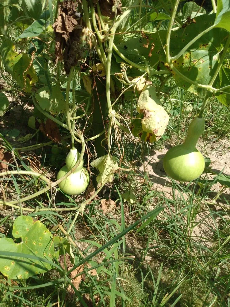Expert yard maintenance in Phenix City, AL - Ponytails And Paint Pails