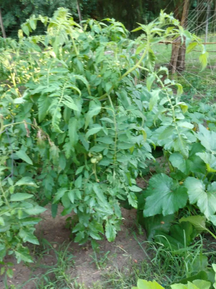 Expert yard maintenance in Phenix City, AL - Ponytails And Paint Pails