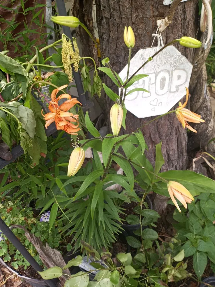 Custom lawn mowing service for year-round maintenance across Phenix City, AL - Ponytails And Paint Pails