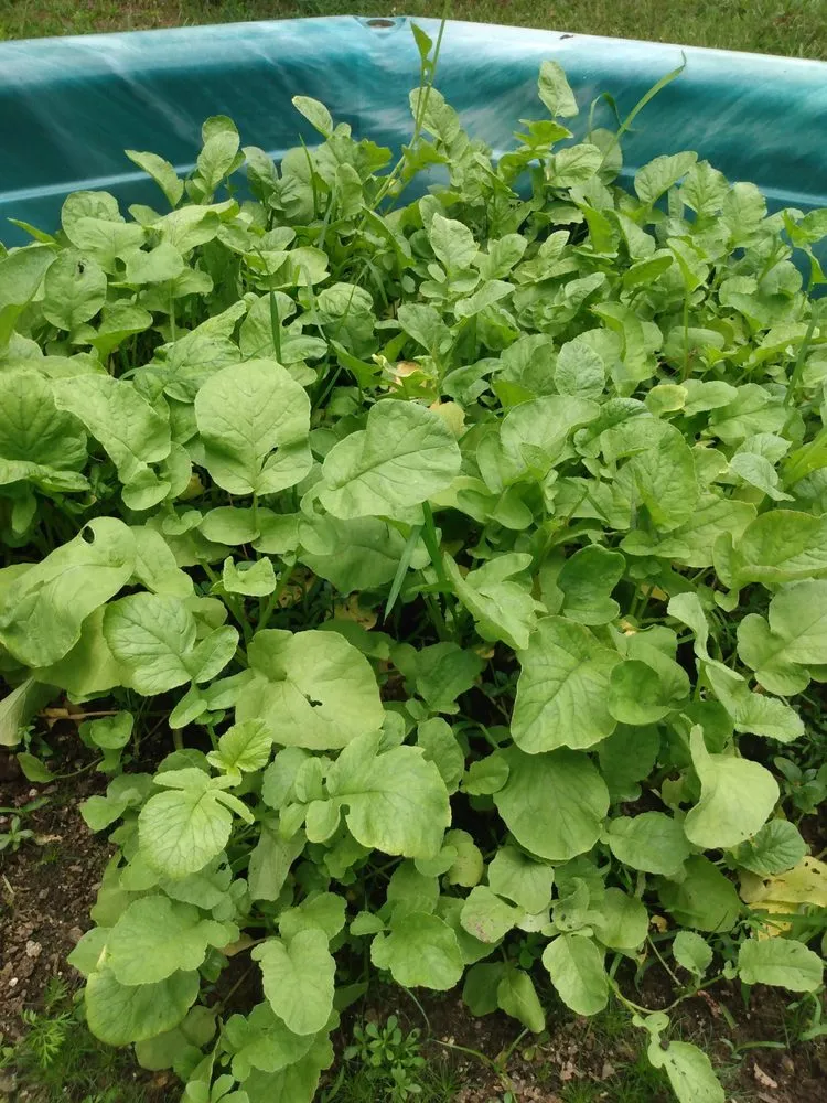 Affordable yard cleanup service in Phenix City, AL - Ponytails And Paint Pails