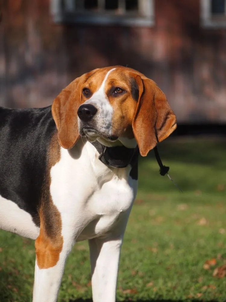 Affordable landscape installation for outdoor upgrades across Athens, PA - Poo Pickup Crew