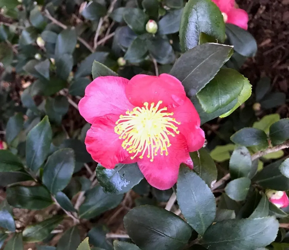 Reliable yard cleanup service experts serving Lewisville, TX - Poole's Lawn & Landscape