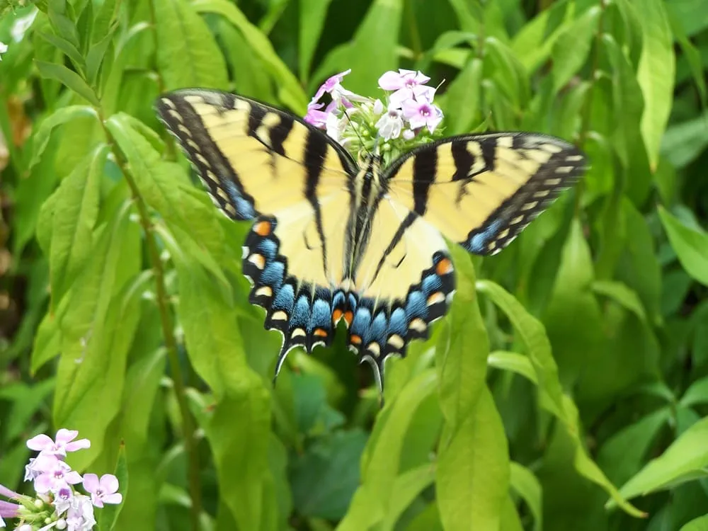 Custom lawn mowing service in Lewisville, TX by Poole's Lawn & Landscape