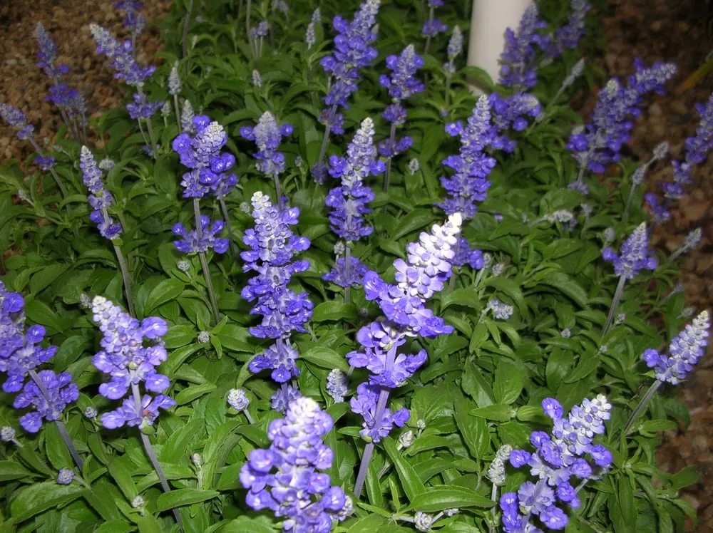 Expert yard cleanup service experts serving Lewisville, TX - Poole's Lawn & Landscape