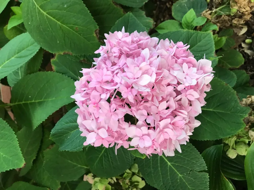 Affordable landscaping services for homes in Lewisville, TX by Poole's Lawn & Landscape