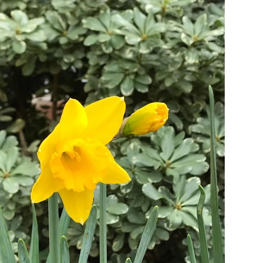 Local yard cleanup service experts serving Lewisville, TX - Poole's Lawn & Landscape