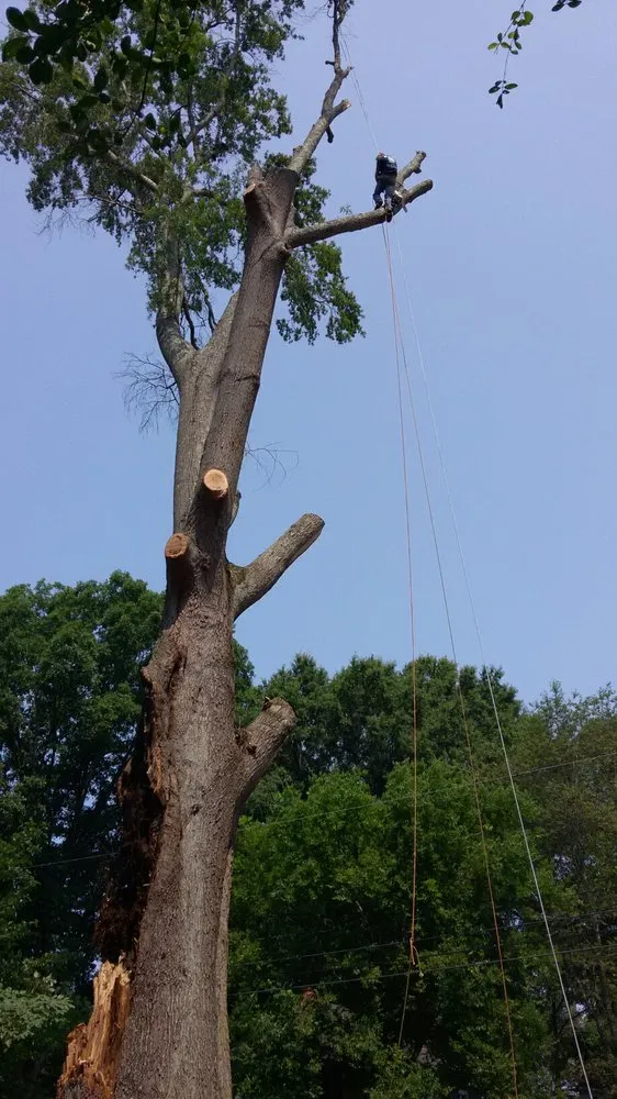 Top-rated landscaping services for outdoor upgrades across Gray Court, SC - Poole's Tree Experts