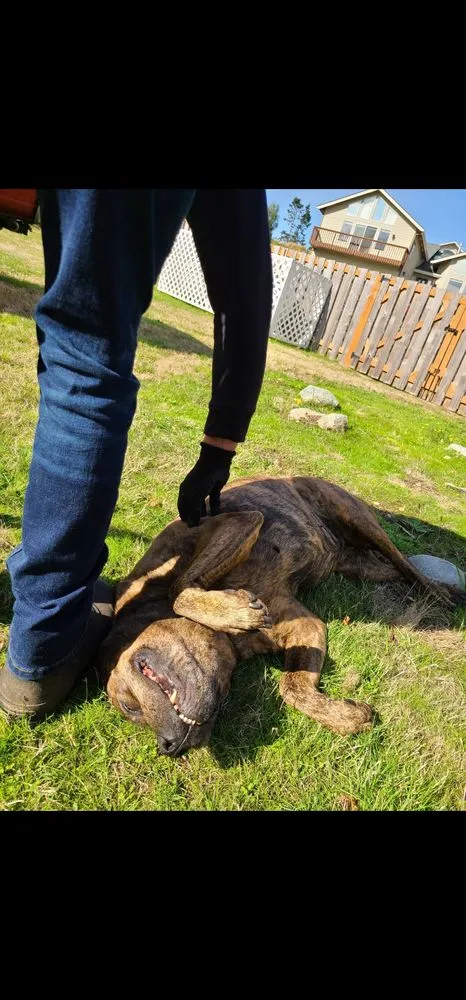 Affordable lawn mowing service in Oak Harbor, WA - Poop Team 6