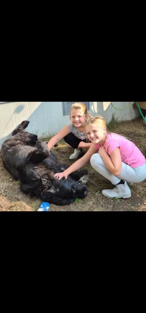 Affordable lawn mowing service in Oak Harbor, WA by Poop Team 6