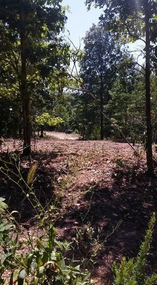 Affordable residential landscaping experts serving Pineville, MO - Poor Boys Landscaping