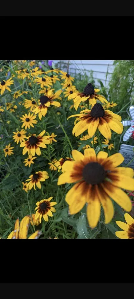 Affordable garden landscaping experts serving Stacy, MN - Poppy & Clover Design