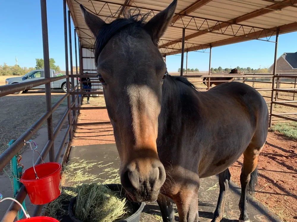 Custom landscape design in Clovis, NM by Pop’s Lawn Service & Nursery