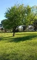 Expert lawn mowing service for beautiful yards in San Antonio, TX by Pops Tree