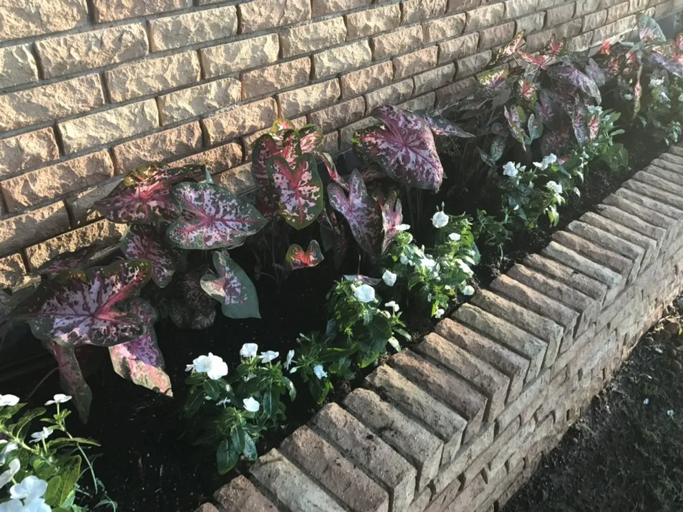 Professional landscape installation experts serving Odessa, TX - Porshia’s Lawn Service