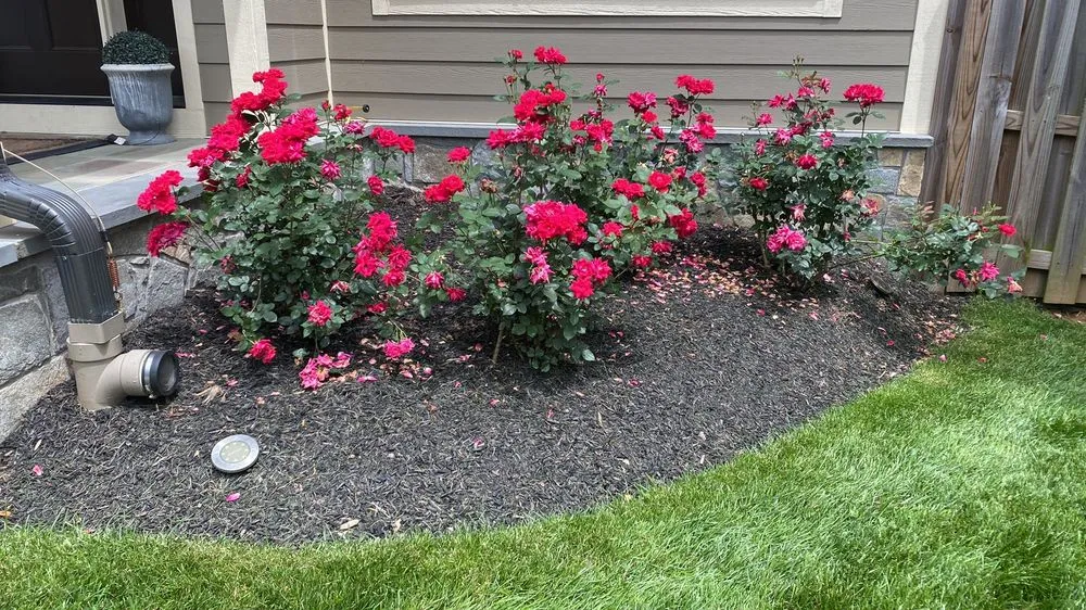 Expert yard cleanup service in Takoma Park, MD - Portelas Lawn Services