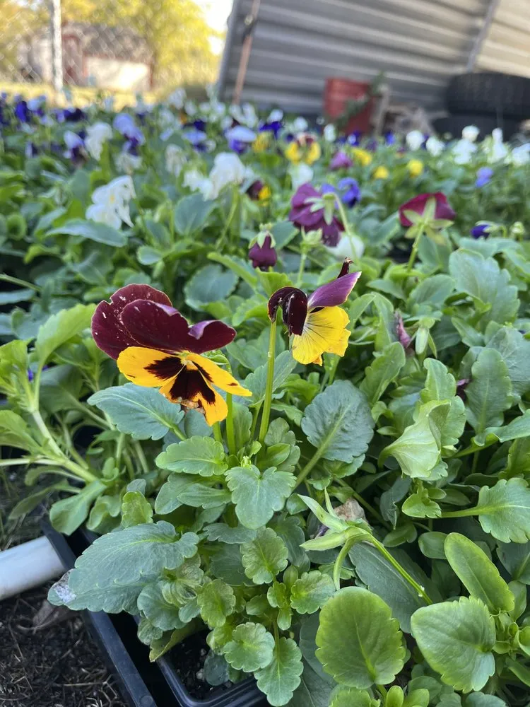 Top-rated landscape design for residential properties across Paris, TX - Porter Lawn Maintenance