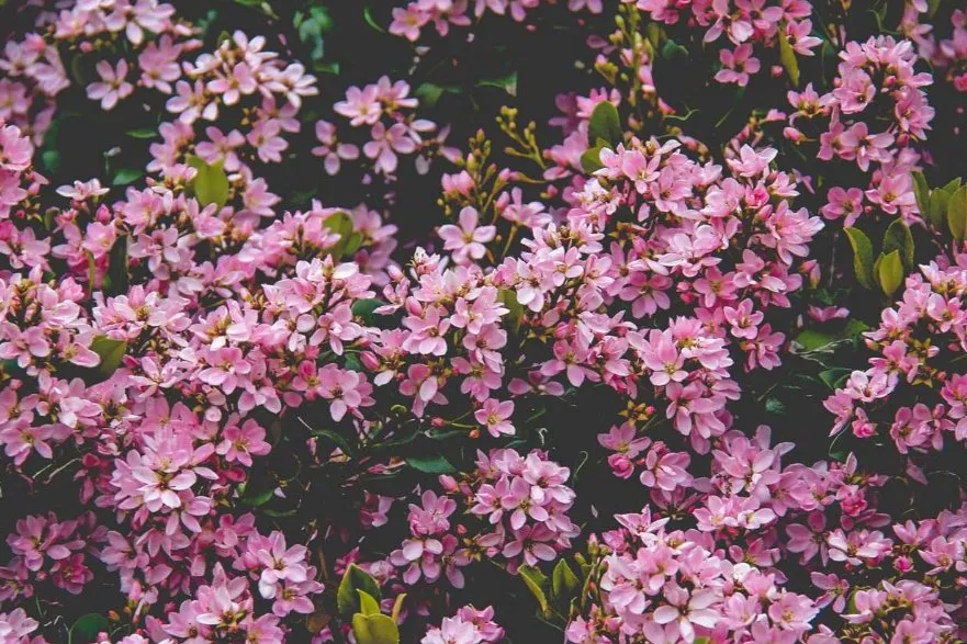 Reliable garden landscaping for outdoor upgrades across Montevallo, AL - Porter Pots Lawncare