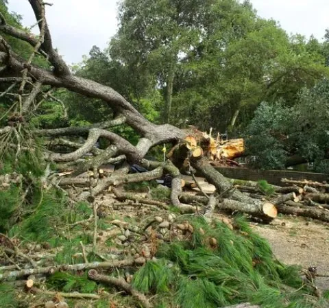 Expert residential landscaping in Montevallo, AL - Porter Pots Lawncare