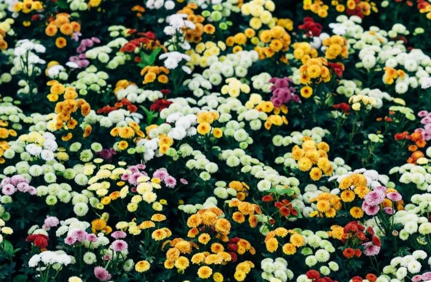 Top-rated landscaping services experts serving Montevallo, AL - Porter Pots Lawncare