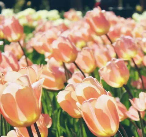 Top-rated landscaping services in Montevallo, AL by Porter Pots Lawncare