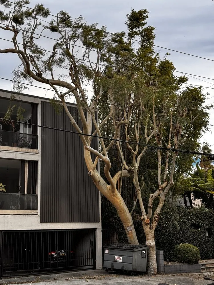 Trusted landscape design in Altadena, CA - Portillo Garden Services