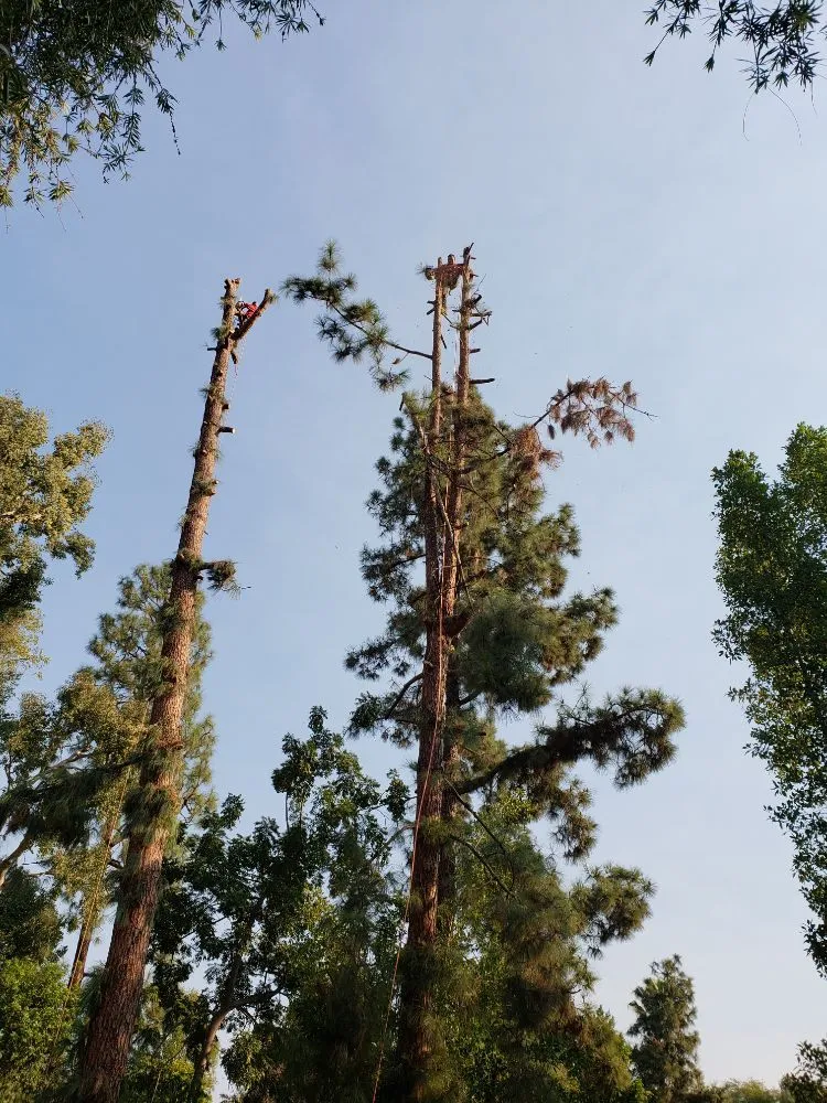 Trusted yard cleanup service in Altadena, CA - Portillo Garden Services