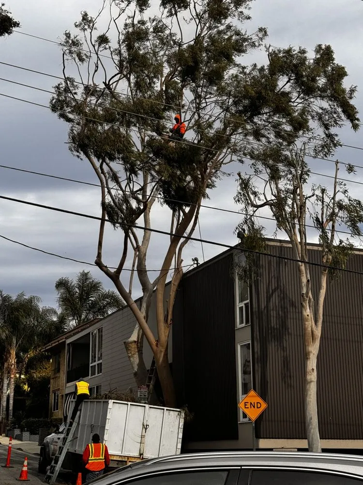 Custom garden landscaping in Altadena, CA by Portillo Garden Services