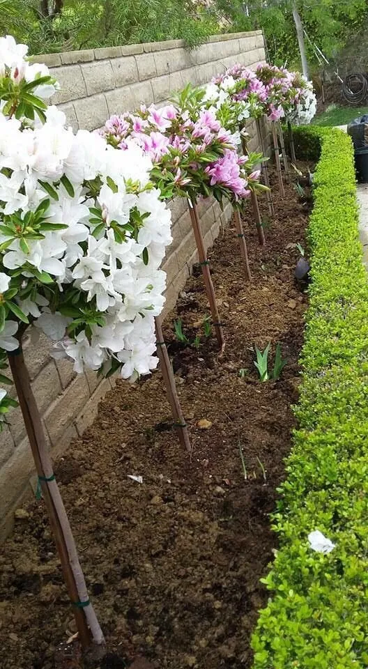 Professional outdoor landscaping near you in Altadena, CA by Portillo Garden Services