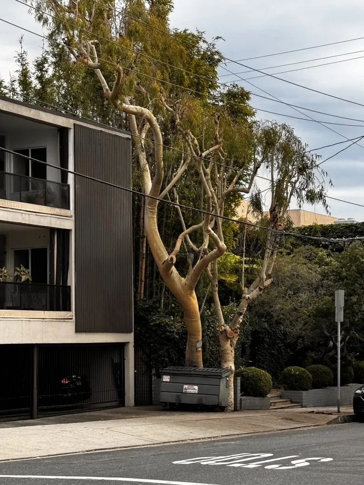 Expert garden landscaping in Altadena, CA - Portillo Garden Services