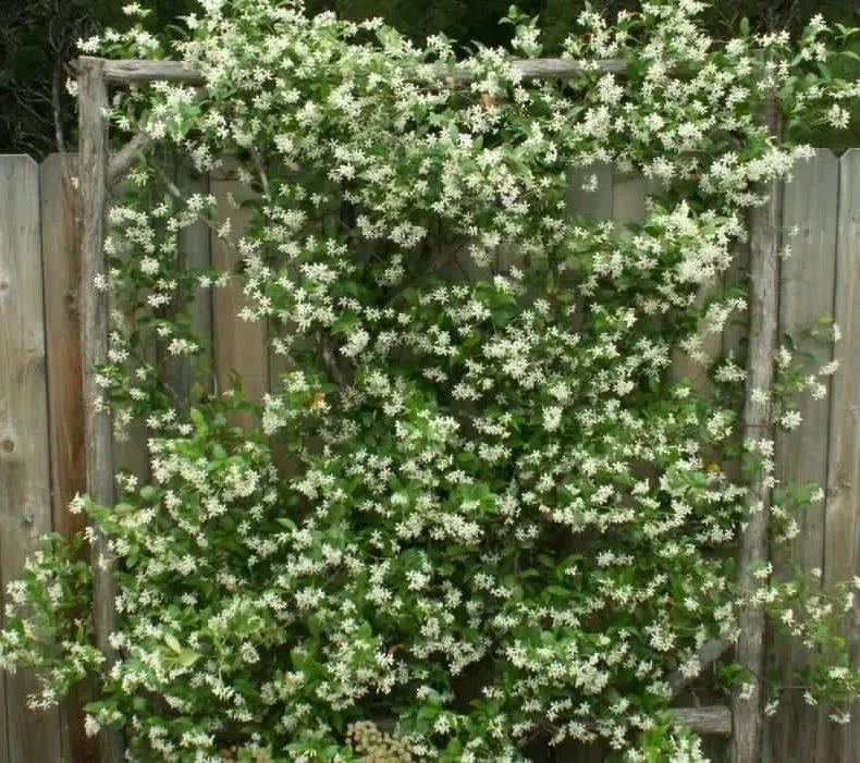 Reliable garden landscaping experts serving Brea, CA - Portillo Gardening, Tree Service, Landscaping