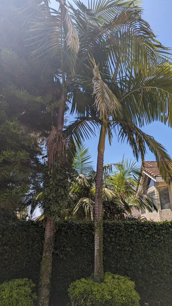 Trusted outdoor landscaping in Brea, CA - Portillo Gardening, Tree Service, Landscaping