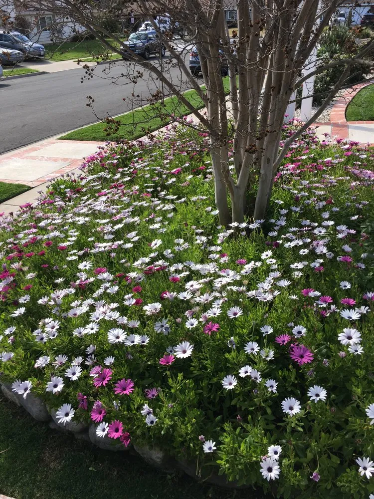 Reliable landscape installation in Brea, CA - Portillo Gardening, Tree Service, Landscaping