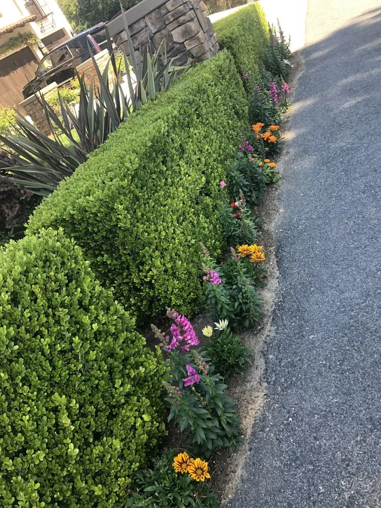 Trusted yard maintenance for residential properties in Brea, CA by Portillo Gardening, Tree Service, Landscaping