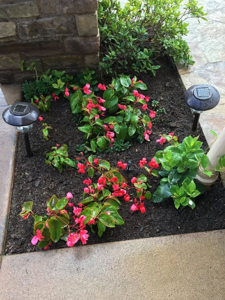 Top-rated yard maintenance for year-round maintenance across Brea, CA - Portillo Gardening, Tree Service, Landscaping