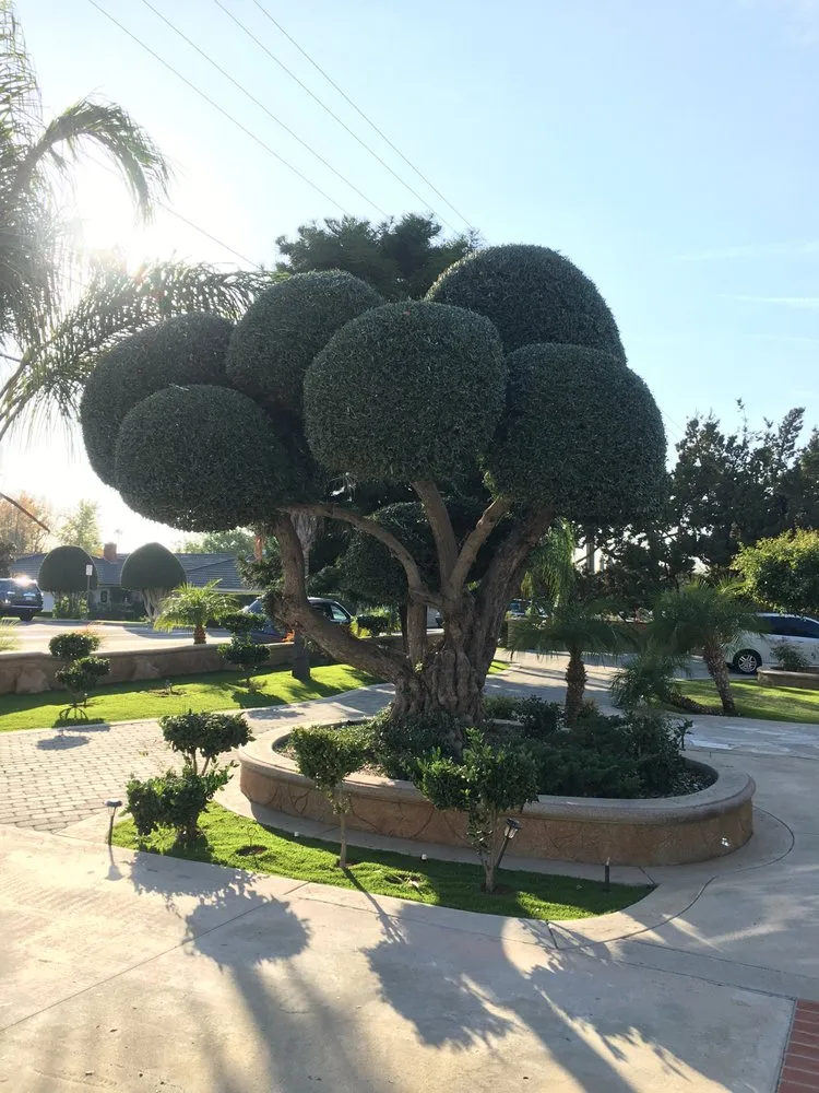 Local residential landscaping near you in Brea, CA by Portillo Gardening, Tree Service, Landscaping