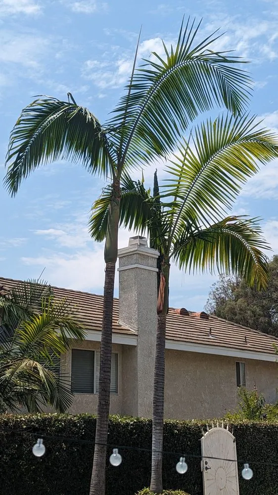 Trusted lawn mowing service in Brea, CA - Portillo Gardening, Tree Service, Landscaping