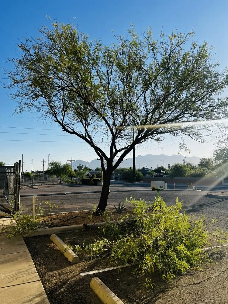 Top-rated yard cleanup service in Tucson, AZ - Portillos Commercial Cleaning and Landscaping