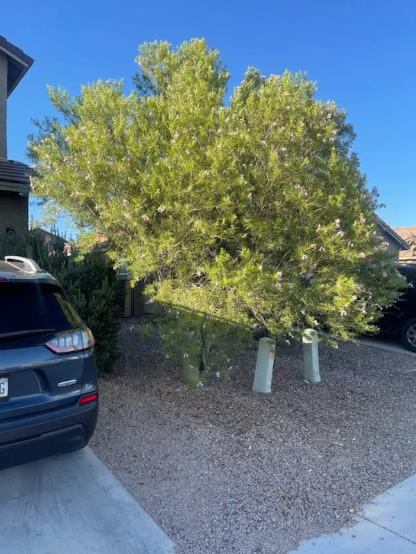 Trusted landscaping services in Tucson, AZ by Portillos Commercial Cleaning and Landscaping