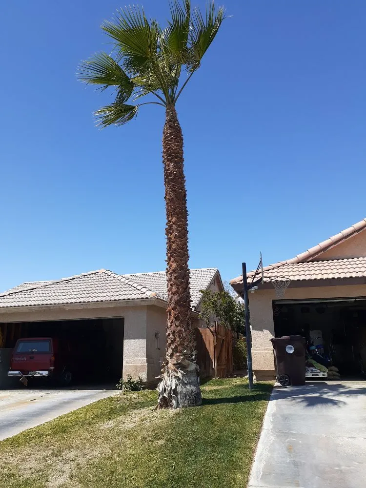 Reliable landscape installation experts serving Palm Desert, CA - Portillos Landscaping and Gardening Services