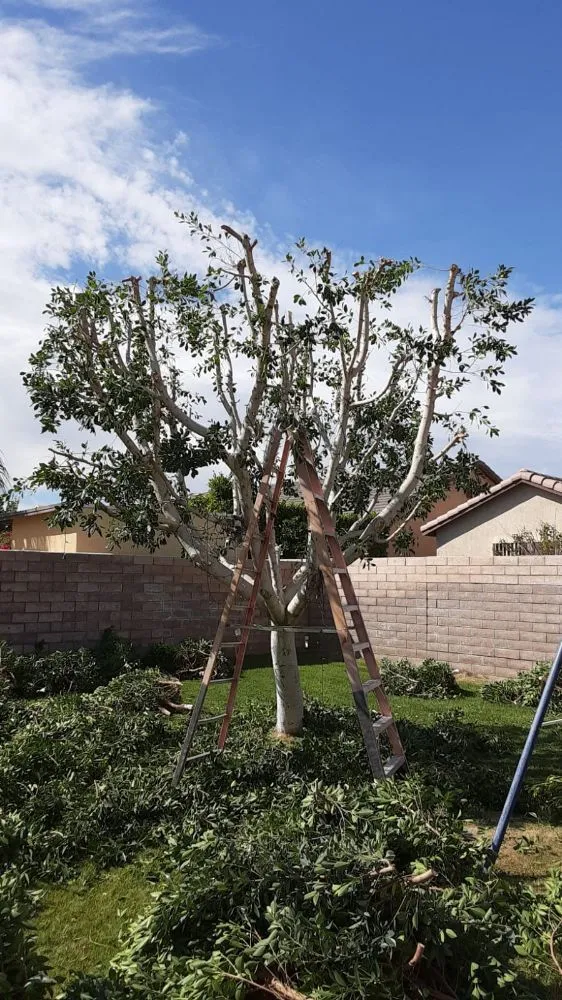 Local outdoor landscaping near you in Palm Desert, CA by Portillos Landscaping and Gardening Services