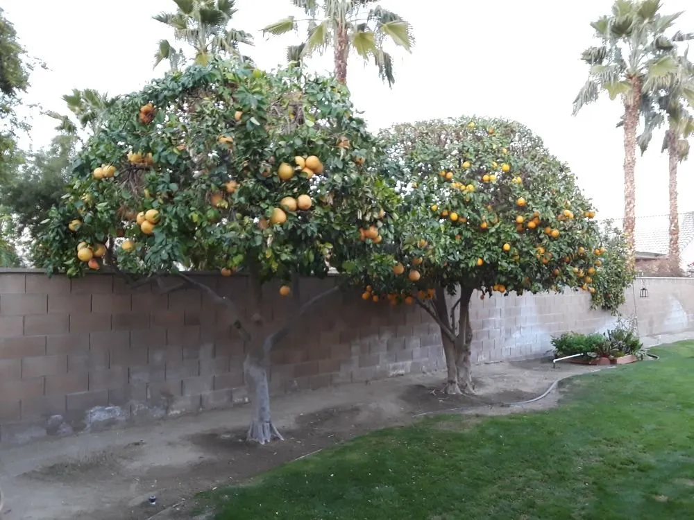 Custom landscaping services in Palm Desert, CA by Portillos Landscaping and Gardening Services