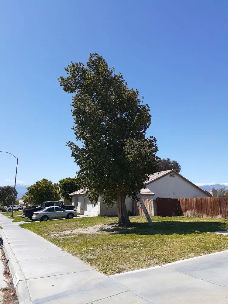 Expert garden landscaping experts serving Palm Desert, CA - Portillos Landscaping and Gardening Services