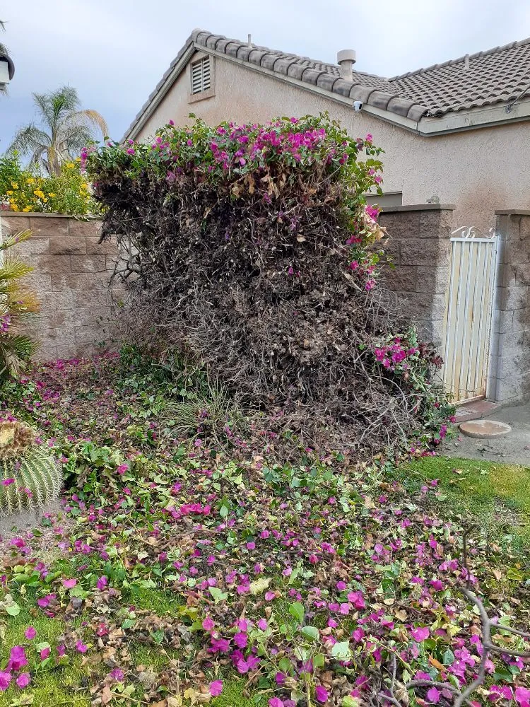 Custom yard maintenance in Palm Desert, CA by Portillos Landscaping and Gardening Services