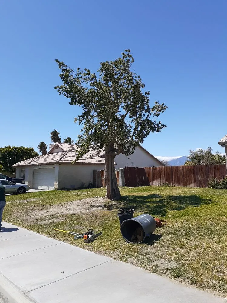 Expert yard maintenance in Palm Desert, CA - Portillos Landscaping and Gardening Services