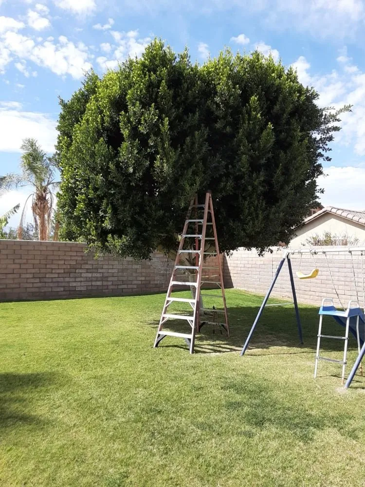 Custom lawn mowing service experts serving Palm Desert, CA - Portillos Landscaping and Gardening Services